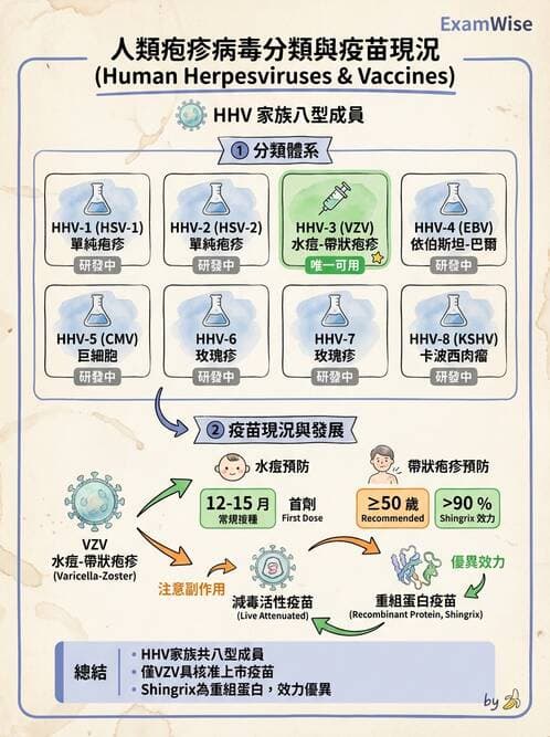醫檢師 - 疱疹病毒科 - AI 圖文解析預覽