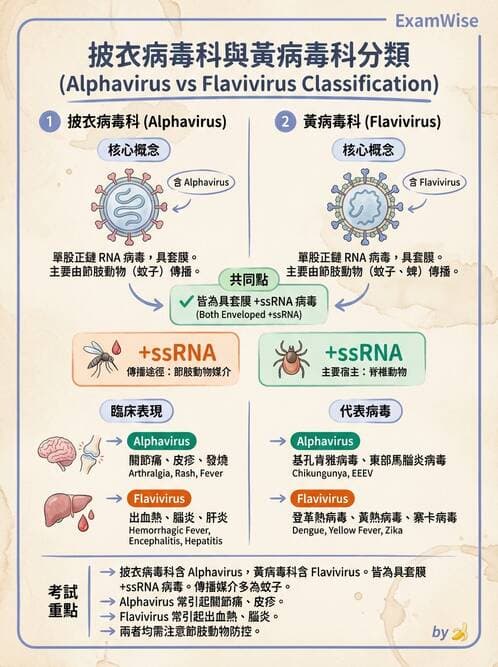 醫檢師 - 黃病毒科與蟲媒病毒 - AI 圖文解析預覽