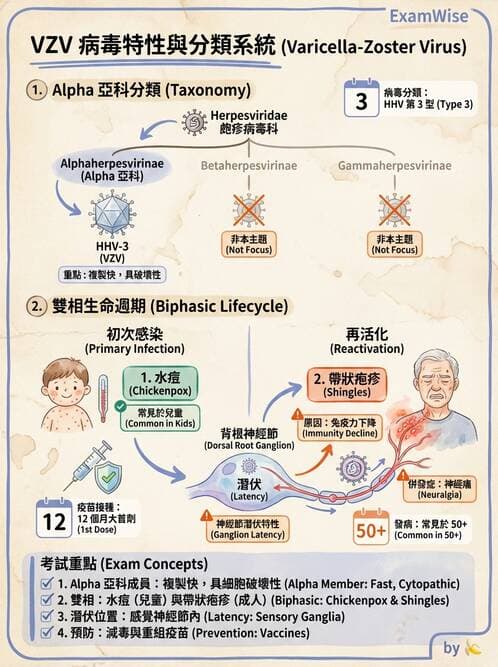醫檢師 - 疱疹病毒科 - AI 圖文解析預覽