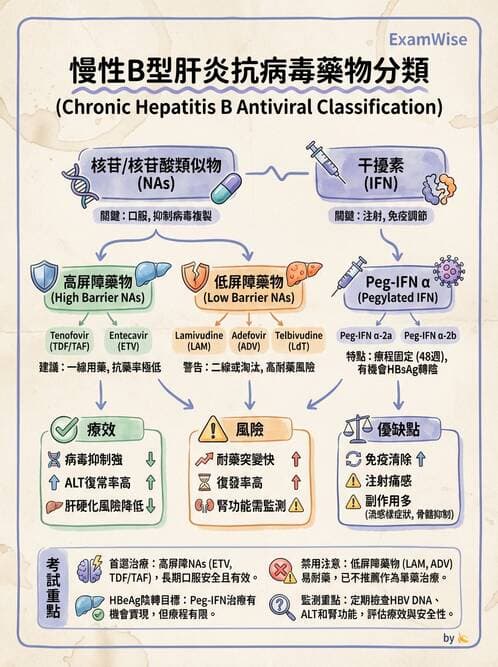 醫檢師 - B型肝炎病毒 - AI 圖文解析預覽