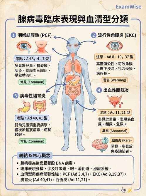 醫檢師 - 腺病毒與痘病毒 - AI 圖文解析預覽