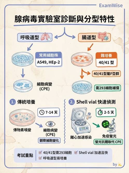 醫檢師 - 腺病毒與痘病毒 - AI 圖文解析預覽