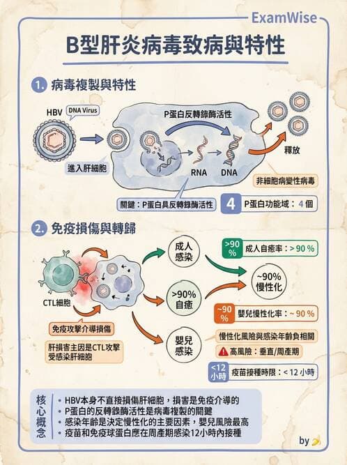 醫檢師 - B型肝炎病毒 - AI 圖文解析預覽