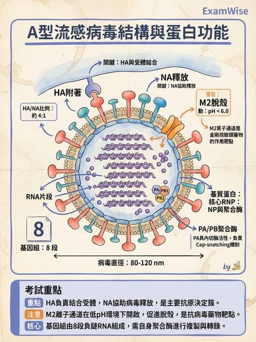 醫檢師 - 正黏液病毒科(流感) - AI 圖文解析預覽