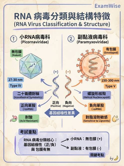 醫檢師 - 小RNA病毒科與腸道病毒 - AI 圖文解析預覽