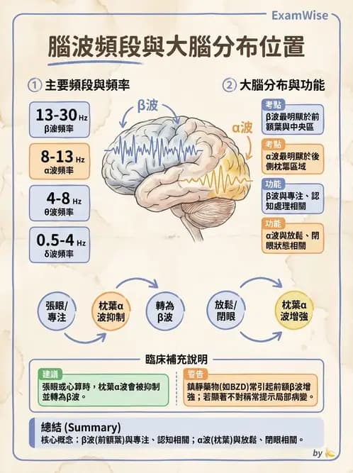 醫檢師 - 腦電圖檢查 - AI 圖文解析預覽