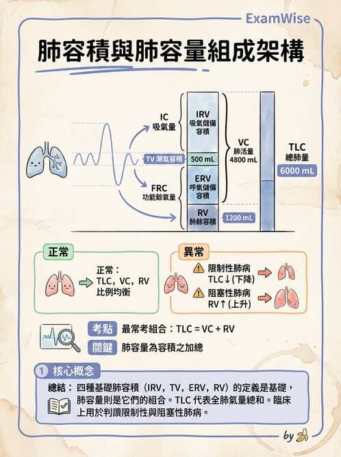 醫檢師 - 肺功能基礎與指標 - AI 圖文解析預覽