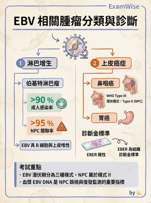 醫檢師 - 腫瘤概論 - AI 圖文解析預覽
