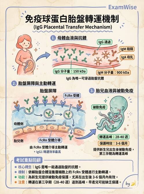 醫檢師 - 免疫疾病 - AI 圖文解析預覽