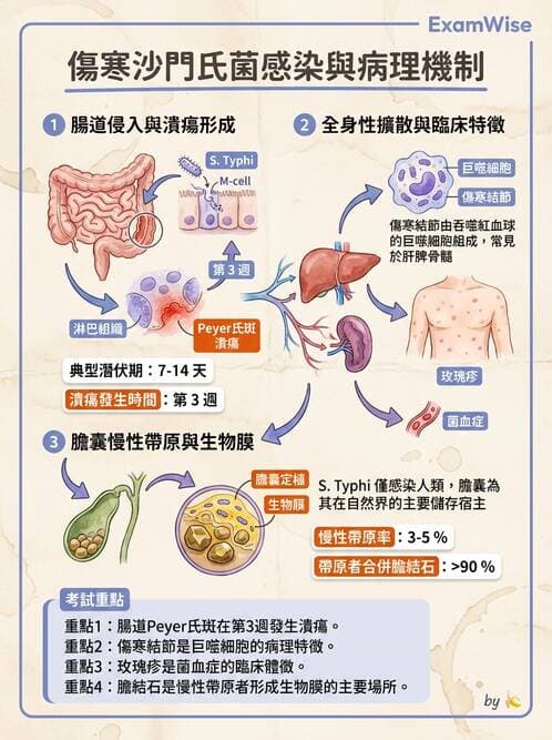 醫檢師 - 消化肝膽疾病 - AI 圖文解析預覽