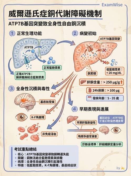 醫檢師 - 消化肝膽疾病 - AI 圖文解析預覽