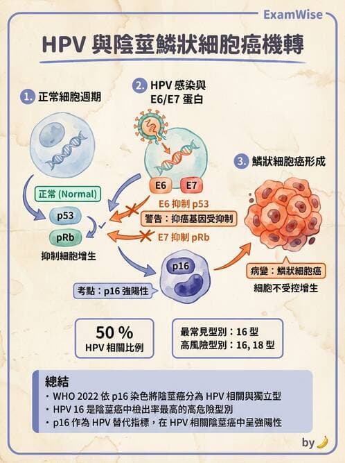 醫檢師 - 腎臟泌尿及男性生殖疾病 - AI 圖文解析預覽