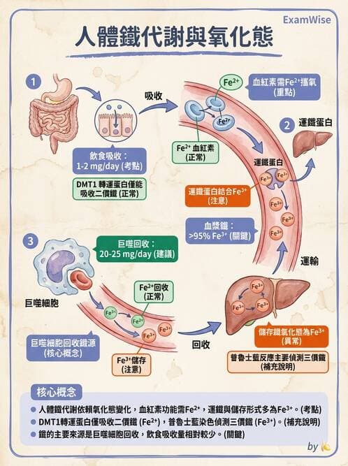 醫檢師 - 貧血診斷與營養缺乏性貧血 - AI 圖文解析預覽