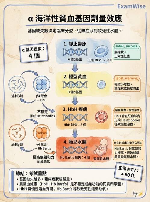 醫檢師 - 溶血性貧血與血色素病變 - AI 圖文解析預覽