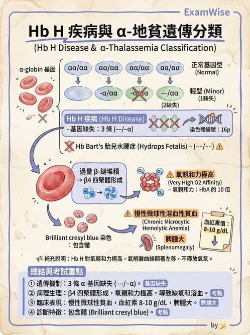 醫檢師 - 溶血性貧血與血色素病變 - AI 圖文解析預覽