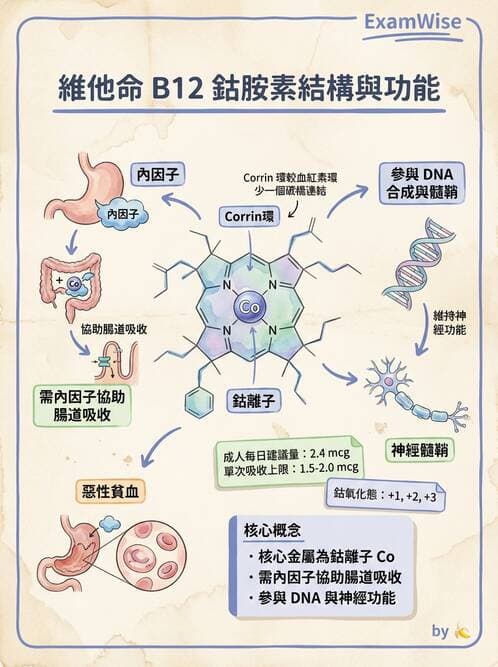 醫檢師 - 貧血診斷與營養缺乏性貧血 - AI 圖文解析預覽