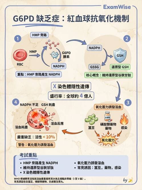醫檢師 - 溶血性貧血與血色素病變 - AI 圖文解析預覽
