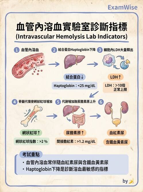 醫檢師 - 溶血性貧血與血色素病變 - AI 圖文解析預覽