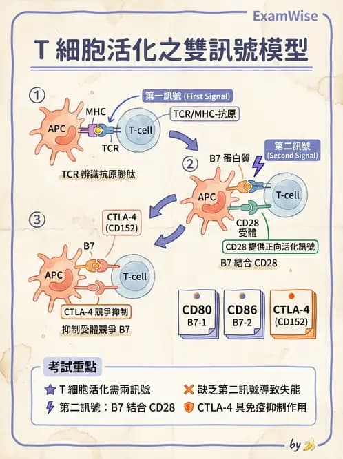 醫檢師 - 白血球生理與形態 - AI 圖文解析預覽