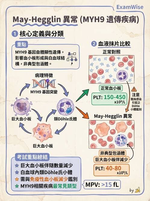 醫檢師 - 淋巴瘤、漿細胞疾病與白血球異常 - AI 圖文解析預覽
