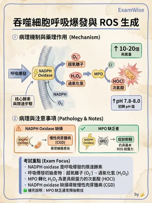 醫檢師 - 白血球生理與形態 - AI 圖文解析預覽