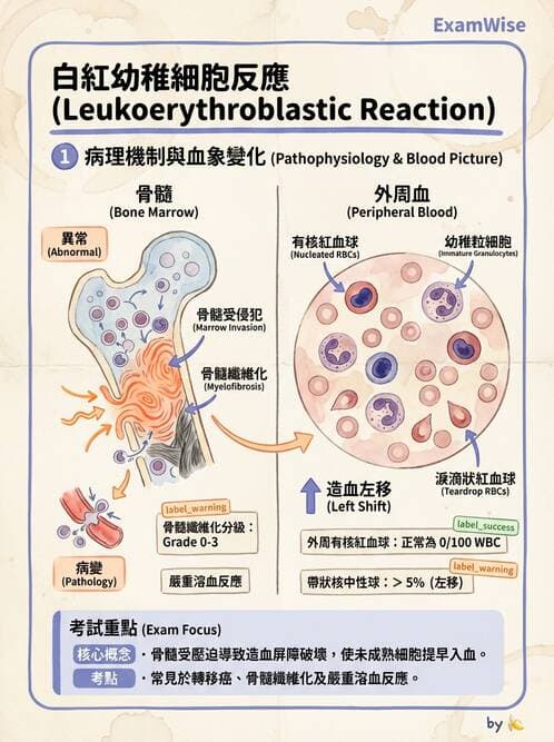 醫檢師 - 慢性血液腫瘤與骨髓增生疾患 - AI 圖文解析預覽