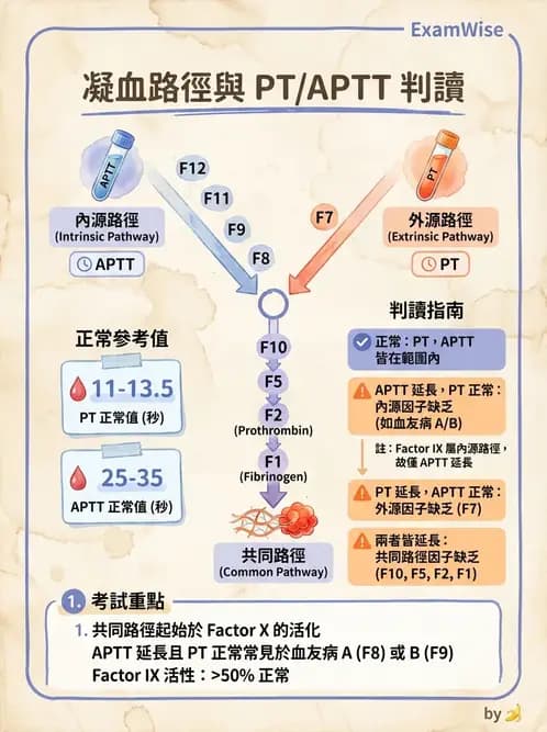 醫檢師 - 凝血因子與凝血檢驗 - AI 圖文解析預覽