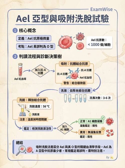 醫檢師 - 紅血球抗原與血型系統 - AI 圖文解析預覽