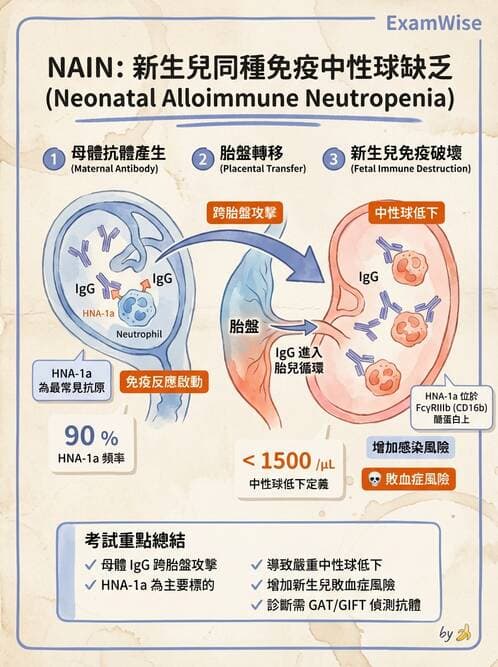 醫檢師 - 白血球生理與形態 - AI 圖文解析預覽