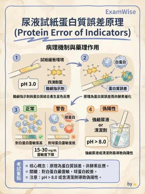 醫檢師 - 尿液化學檢驗 - AI 圖文解析預覽