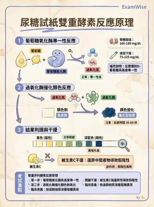 醫檢師 - 尿液化學檢驗 - AI 圖文解析預覽