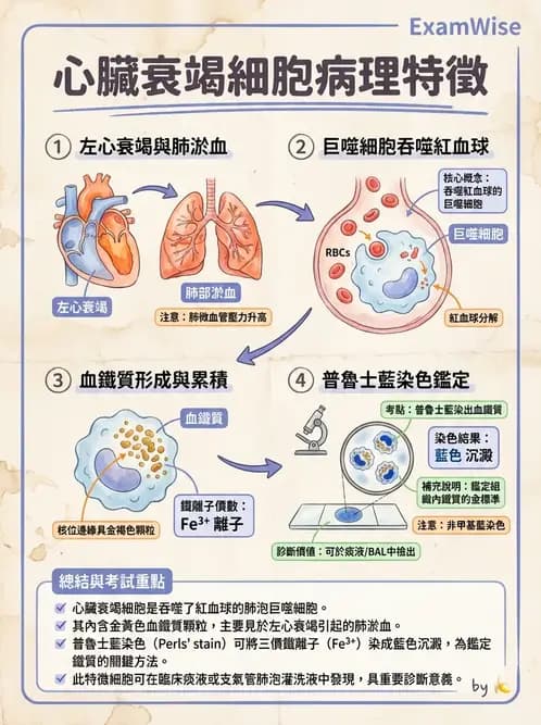 醫檢師 - 痰液一般鏡檢 - AI 圖文解析預覽