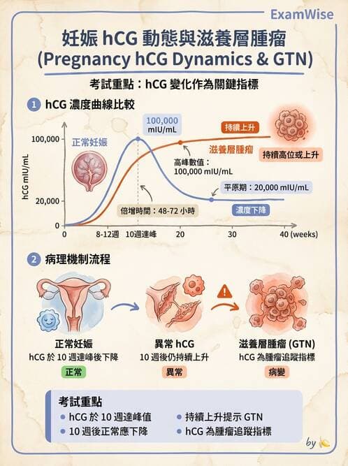 醫檢師 - 鏡檢綜合性試題 - AI 圖文解析預覽