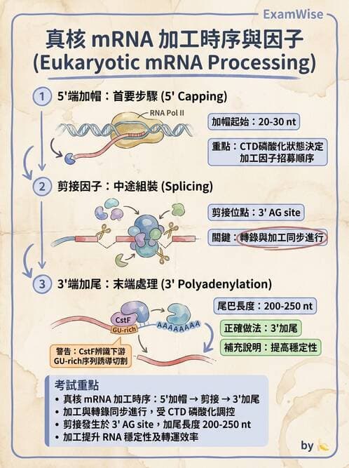 醫檢師 - 基礎分子生物學 - AI 圖文解析預覽