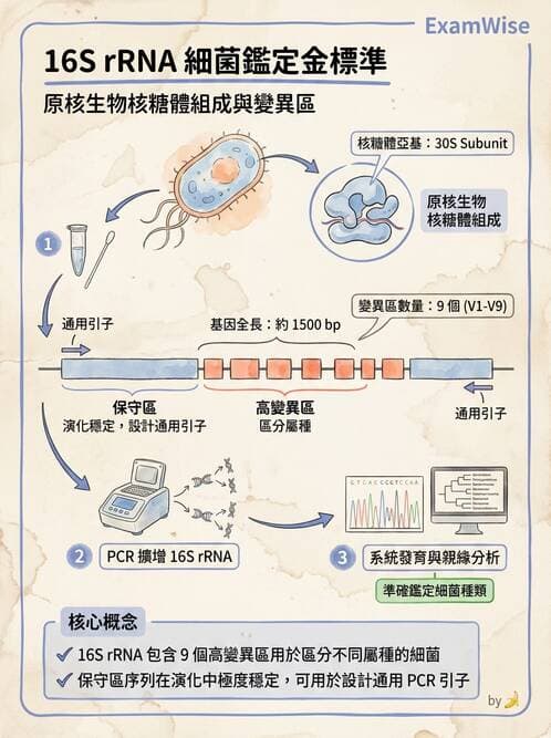 醫檢師 - 檢驗基礎技術 - AI 圖文解析預覽