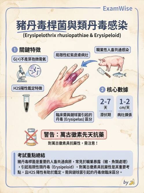 醫檢師 - 鏈球菌與其他革蘭氏陽性桿菌 - AI 圖文解析預覽