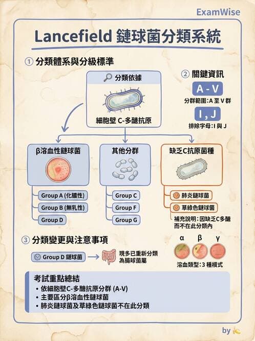 醫檢師 - 鏈球菌與其他革蘭氏陽性桿菌 - AI 圖文解析預覽