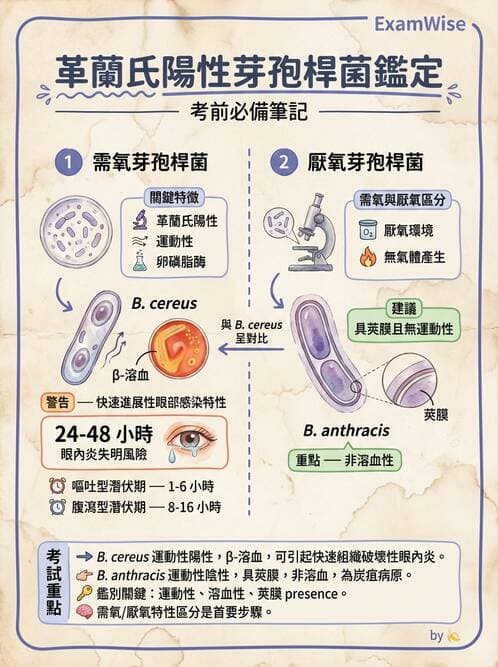 醫檢師 - 鏈球菌與其他革蘭氏陽性桿菌 - AI 圖文解析預覽