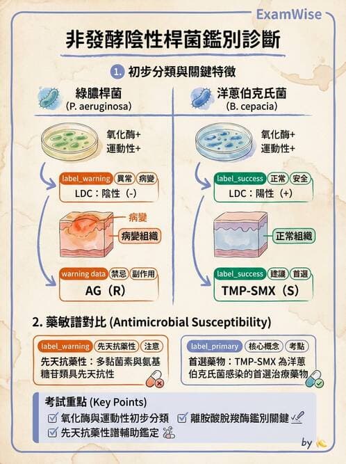 醫檢師 - 非發酵菌 - AI 圖文解析預覽