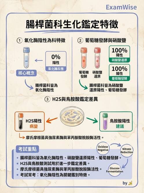 醫檢師 - 其他腸內菌科 - AI 圖文解析預覽