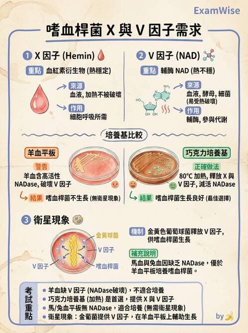 醫檢師 - 奈瑟菌與挑剔性革蘭氏陰性菌 - AI 圖文解析預覽