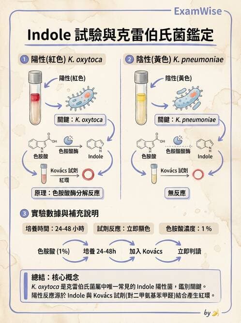 醫檢師 - 其他腸內菌科 - AI 圖文解析預覽
