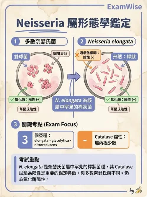 醫檢師 - 奈瑟菌與挑剔性革蘭氏陰性菌 - AI 圖文解析預覽