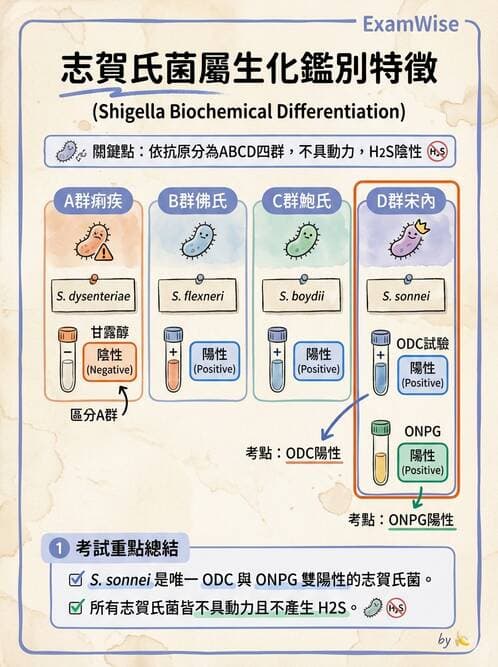 醫檢師 - 主要腸道致病菌 - AI 圖文解析預覽