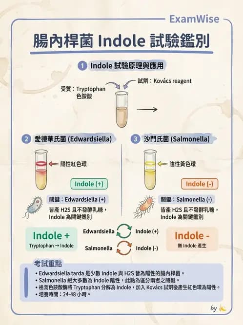 醫檢師 - 主要腸道致病菌 - AI 圖文解析預覽