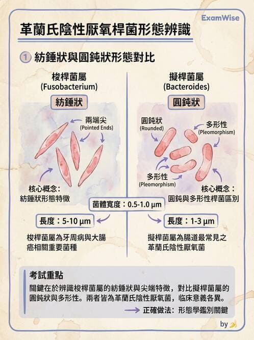 醫檢師 - 厭氧菌 - AI 圖文解析預覽