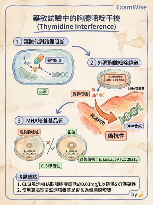 醫檢師 - 藥敏試驗方法 - AI 圖文解析預覽