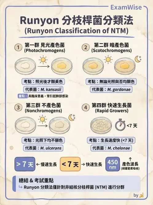 醫檢師 - 分枝桿菌 - AI 圖文解析預覽