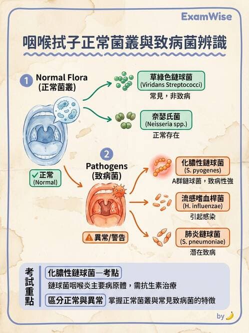 醫檢師 - 鏈球菌與其他革蘭氏陽性桿菌 - AI 圖文解析預覽