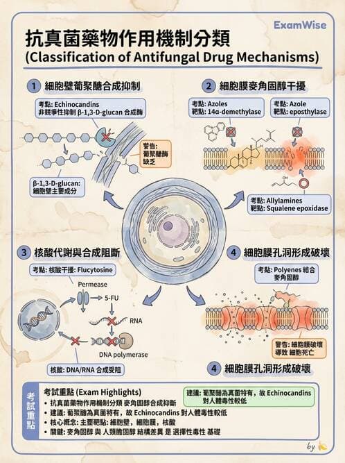 醫檢師 - 真菌診斷與治療 - AI 圖文解析預覽